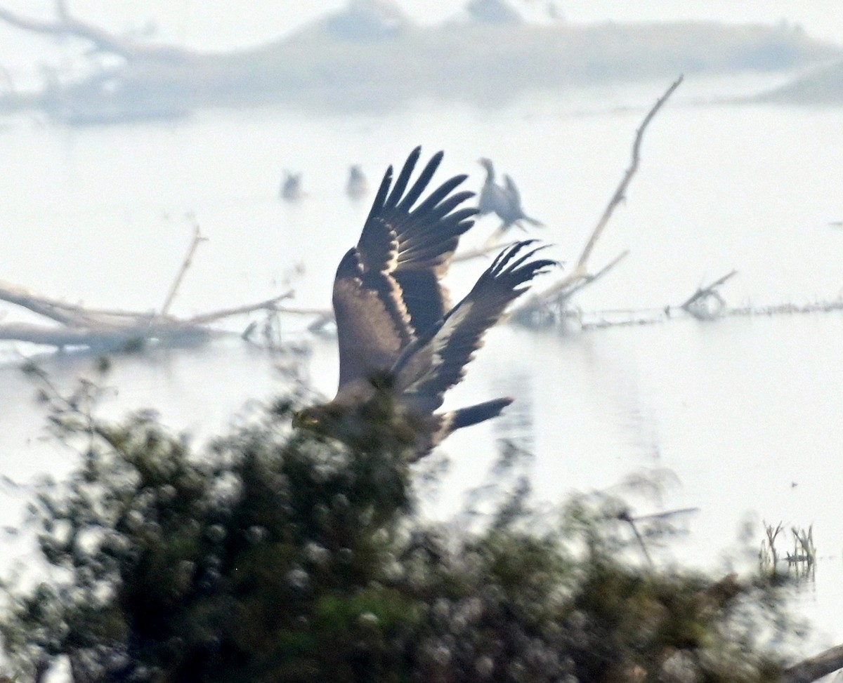 Aigle des steppes - ML617554245