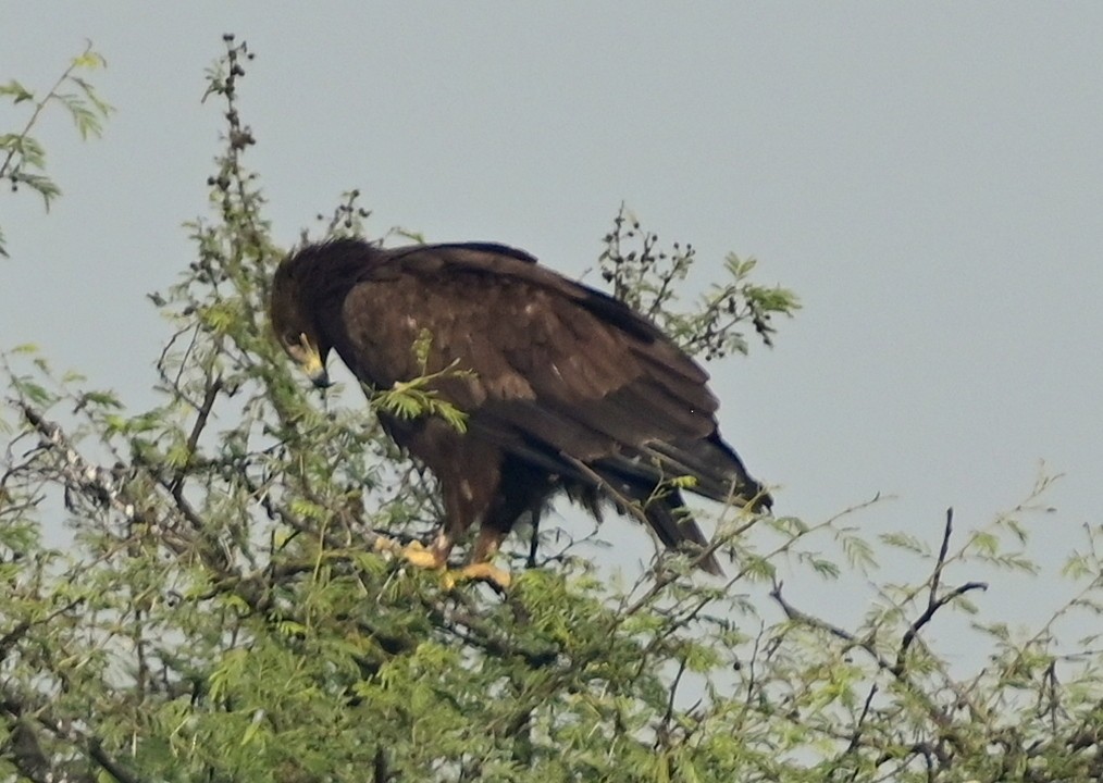 Greater Spotted Eagle - DEBASISH CHATTEERJEE