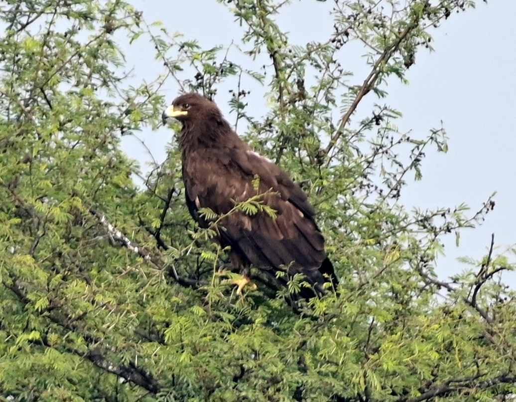 Greater Spotted Eagle - DEBASISH CHATTEERJEE