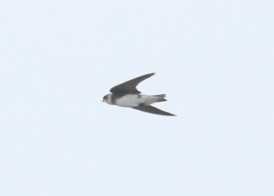 Bank Swallow - ML617554311