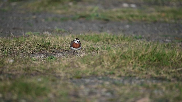 Caspian Plover - ML617554314