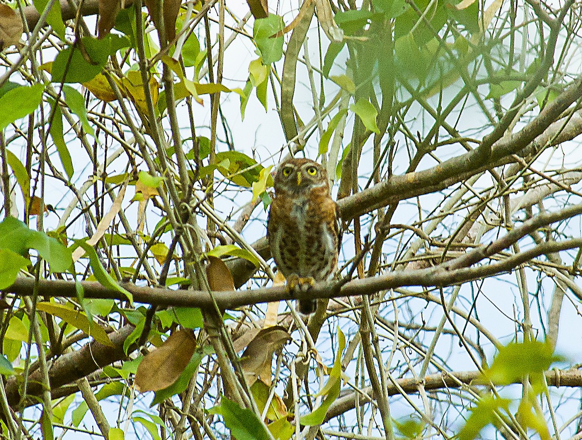 Cuban Pygmy-Owl - ML617554317