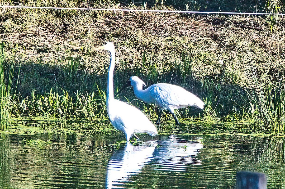 Great Egret (modesta) - Alfons  Lawen