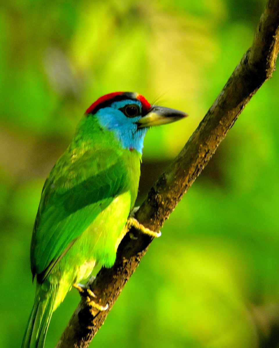 Blue-throated Barbet - ML617554342