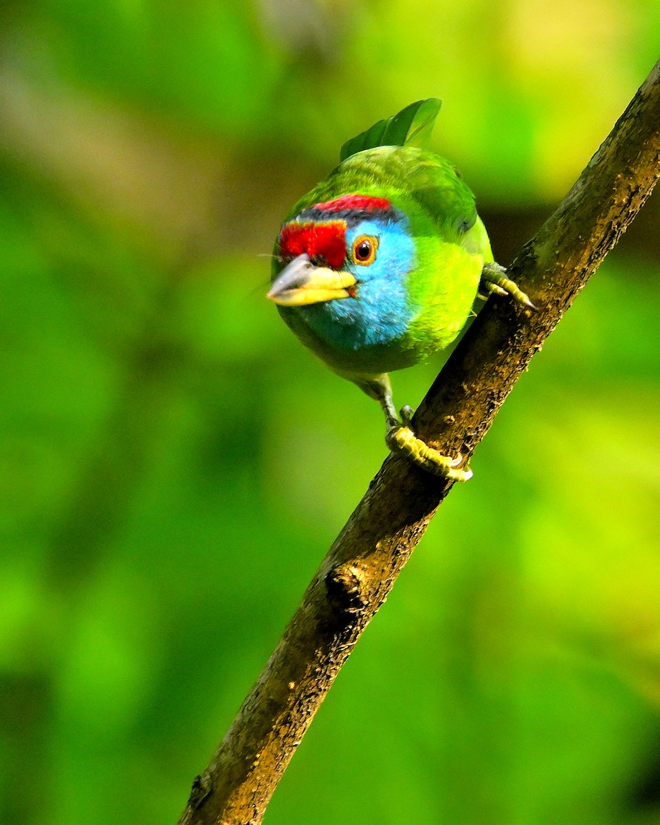 Blue-throated Barbet - ML617554343