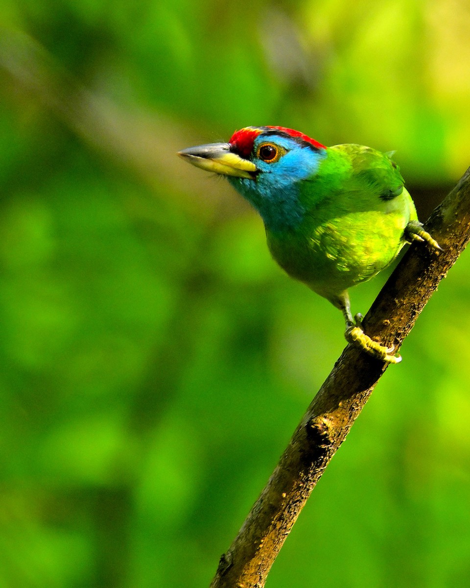 Blue-throated Barbet - ML617554344