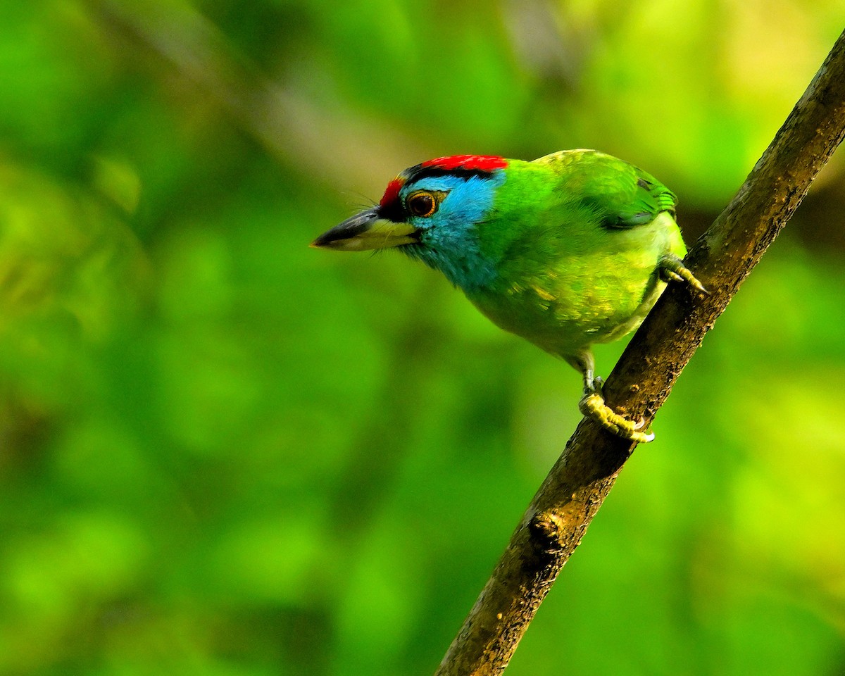 Blue-throated Barbet - ML617554346