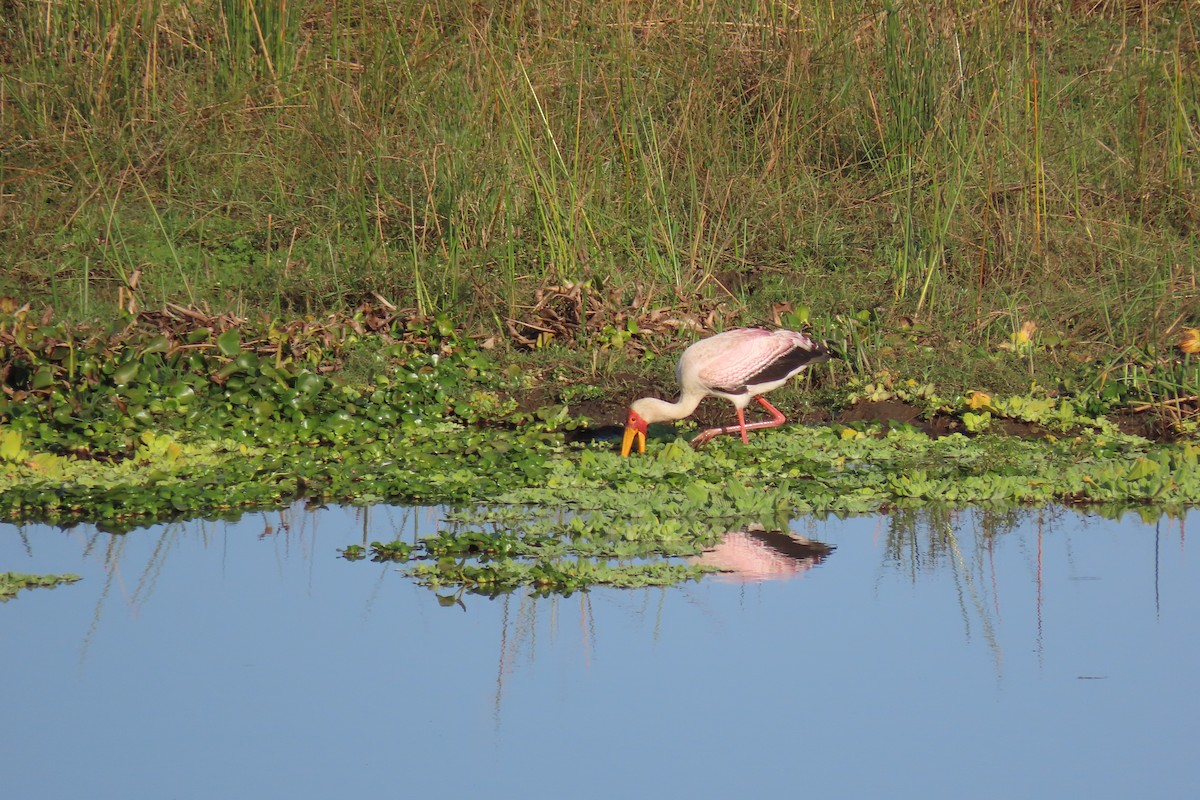 Yellow-billed Stork - ML617554347