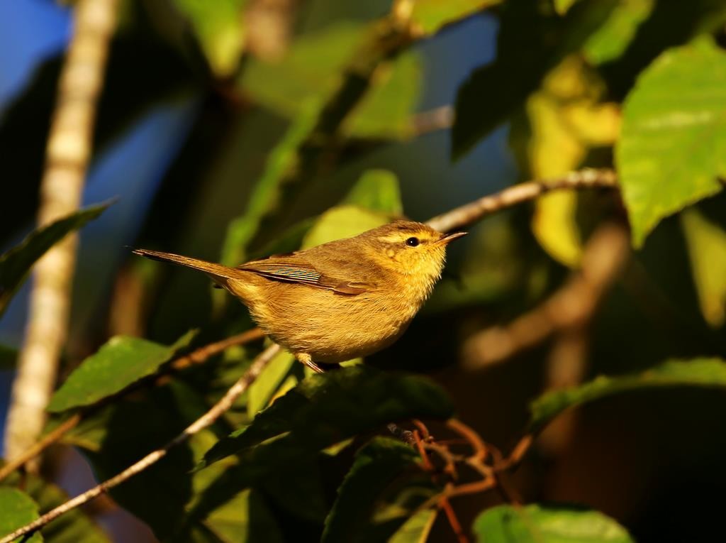 Buff-throated Warbler - ML617554398