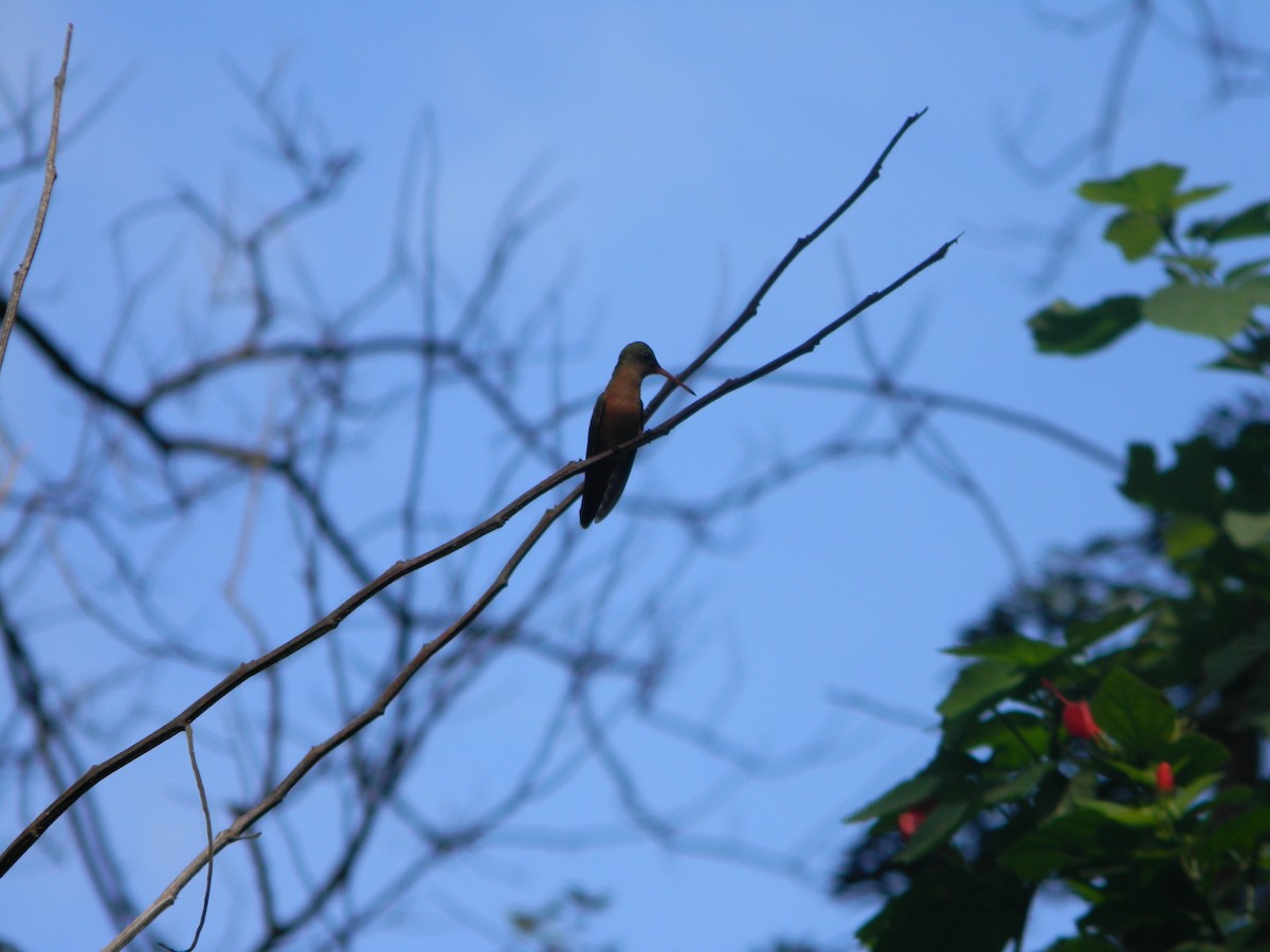 Cinnamon Hummingbird - Yannick FRANCOIS