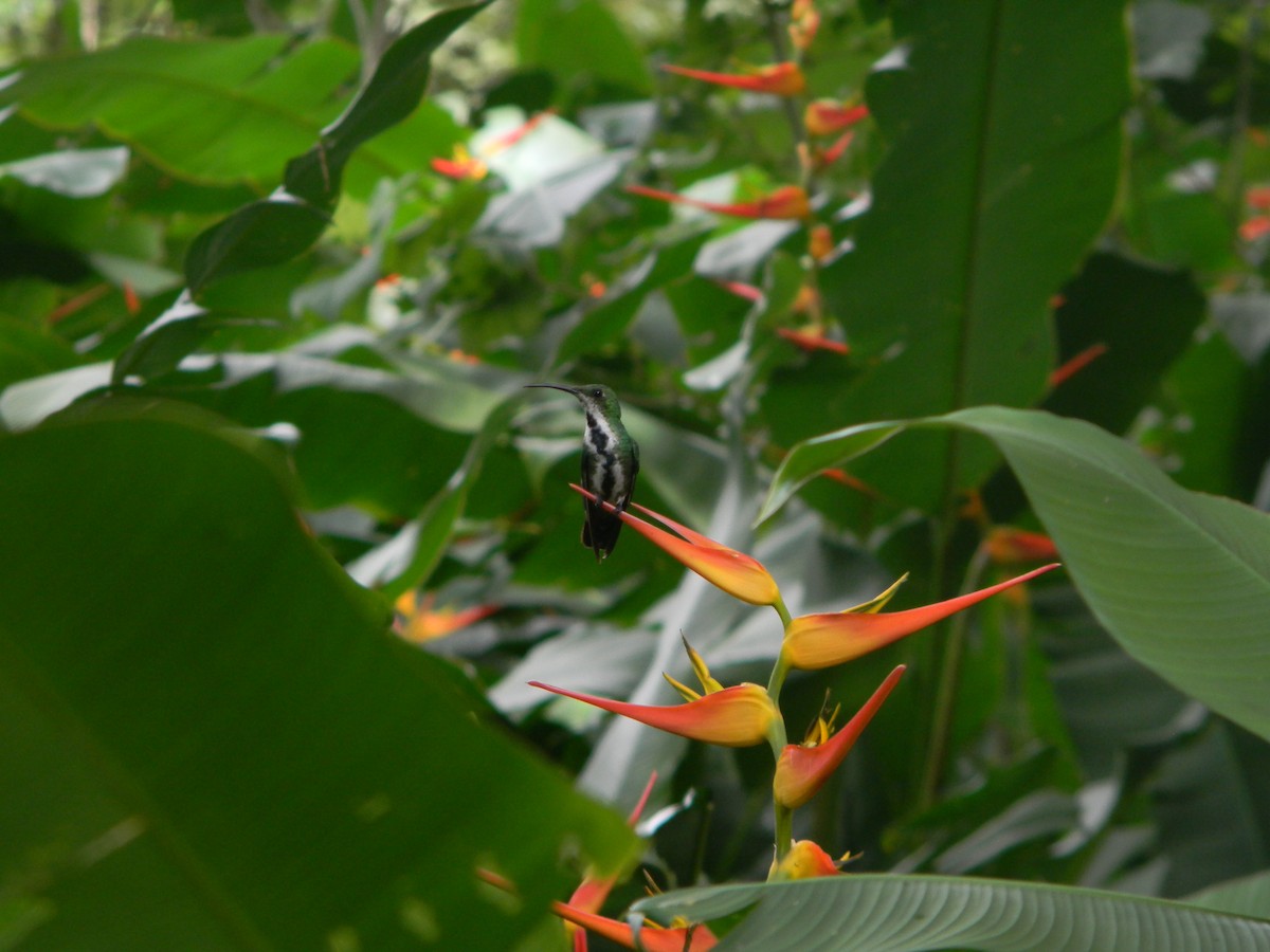 Колібрі-манго зеленогрудий - ML617554447