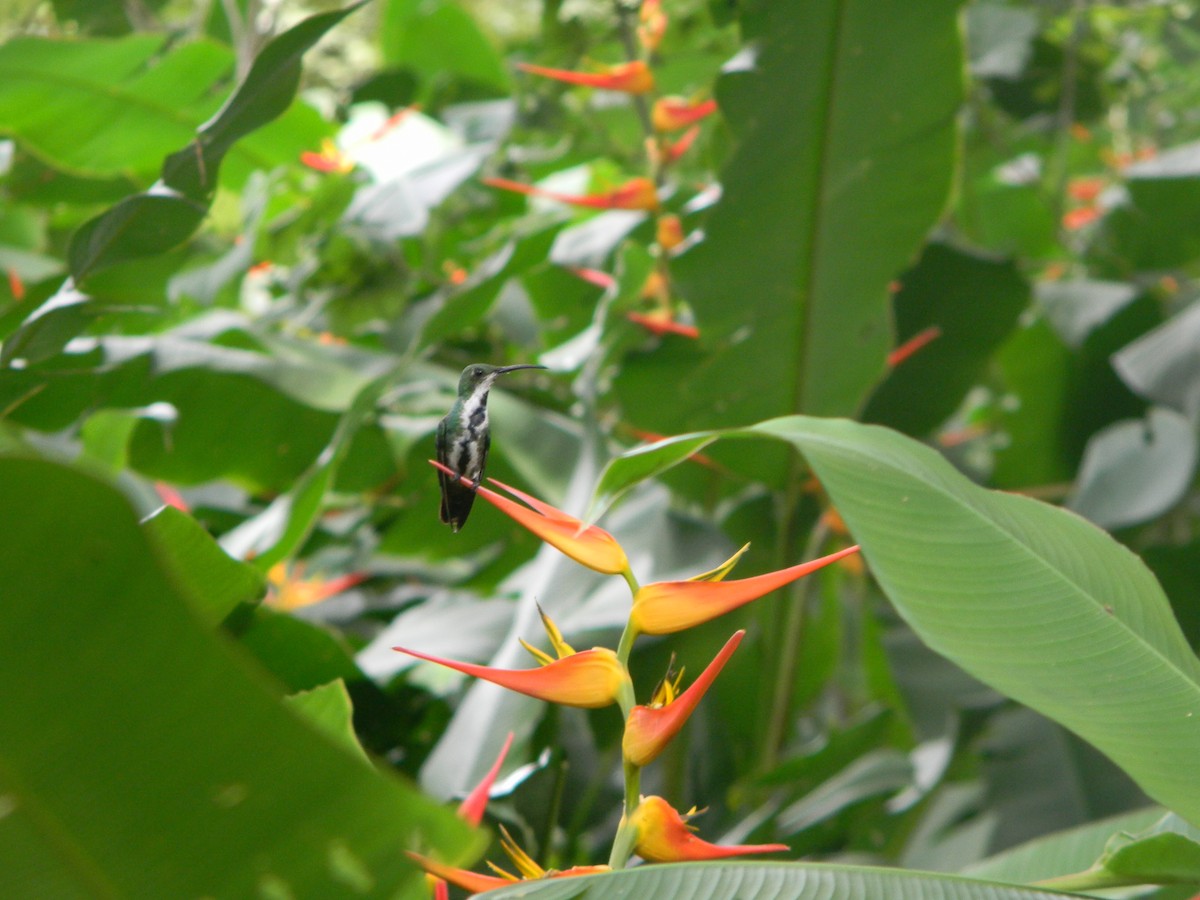 Grünbrust-Mangokolibri - ML617554458