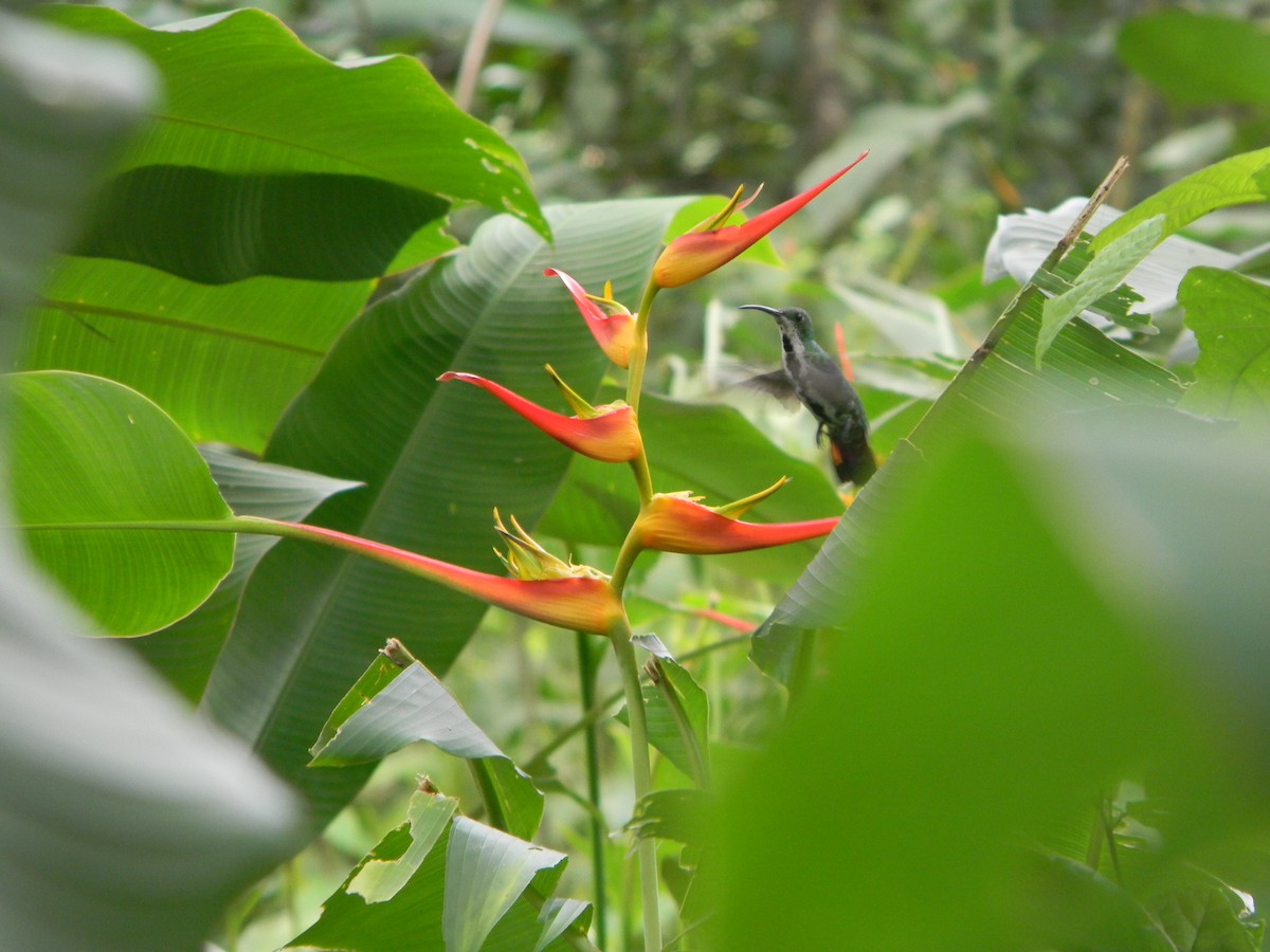 Green-breasted Mango - ML617554470