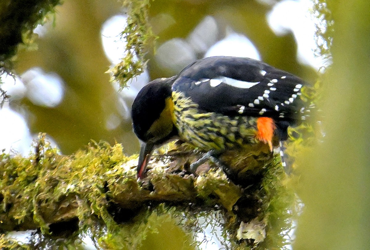 Darjeeling Woodpecker - ML617554486