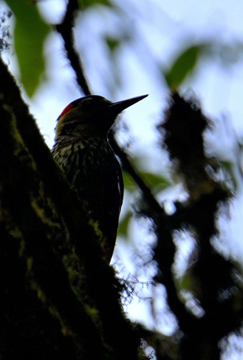 Darjeeling Woodpecker - ML617554487