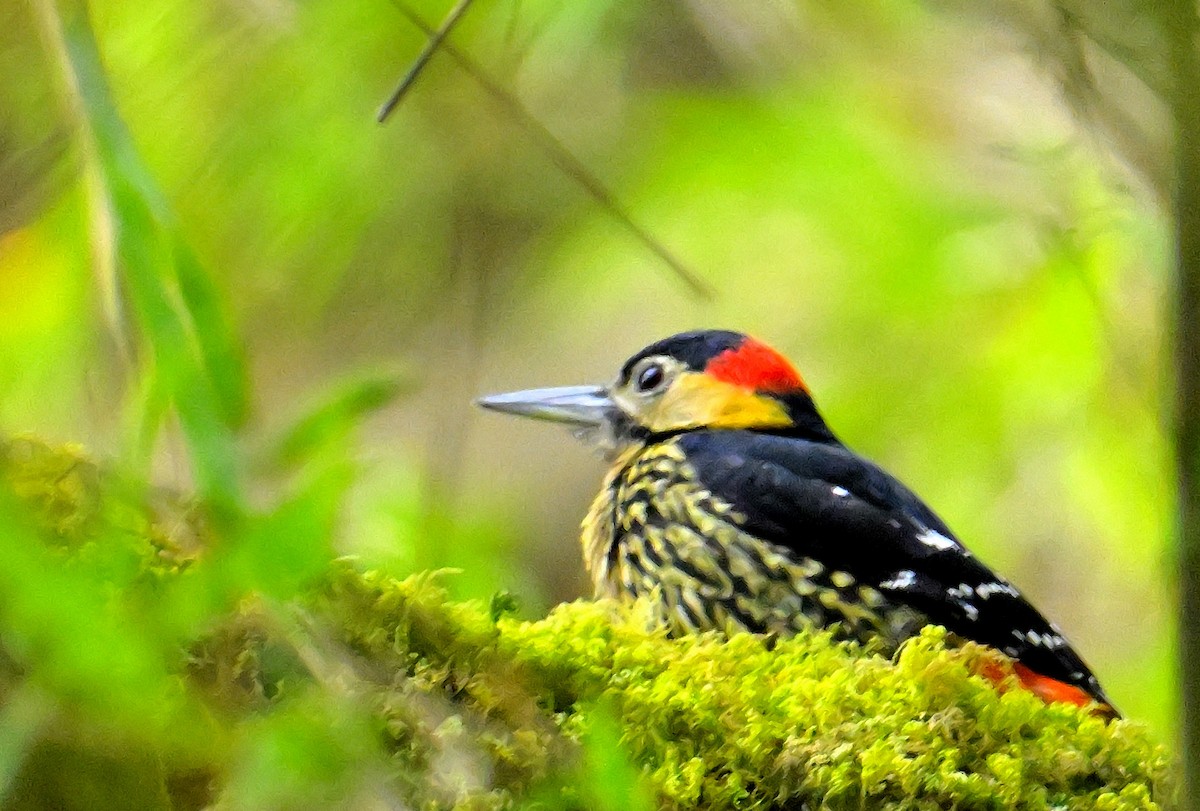 Darjeeling Woodpecker - ML617554488