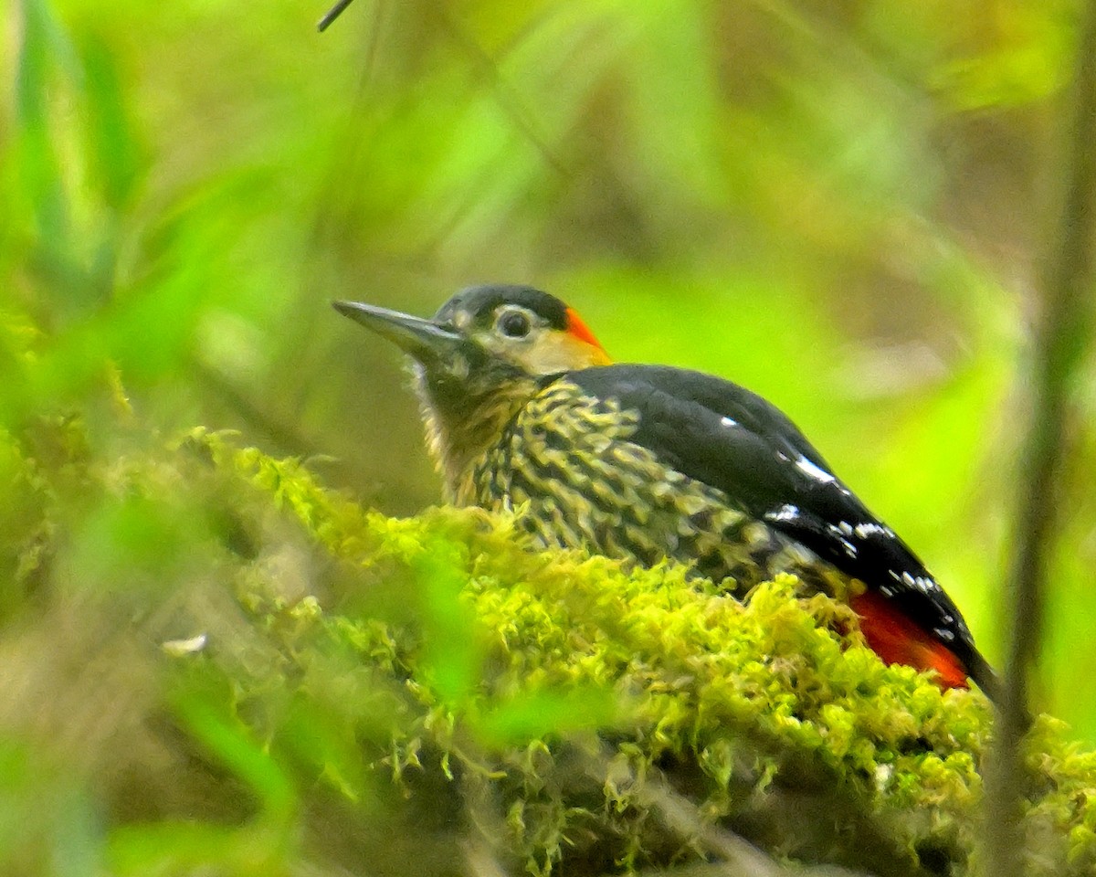 Darjeeling Woodpecker - ML617554489