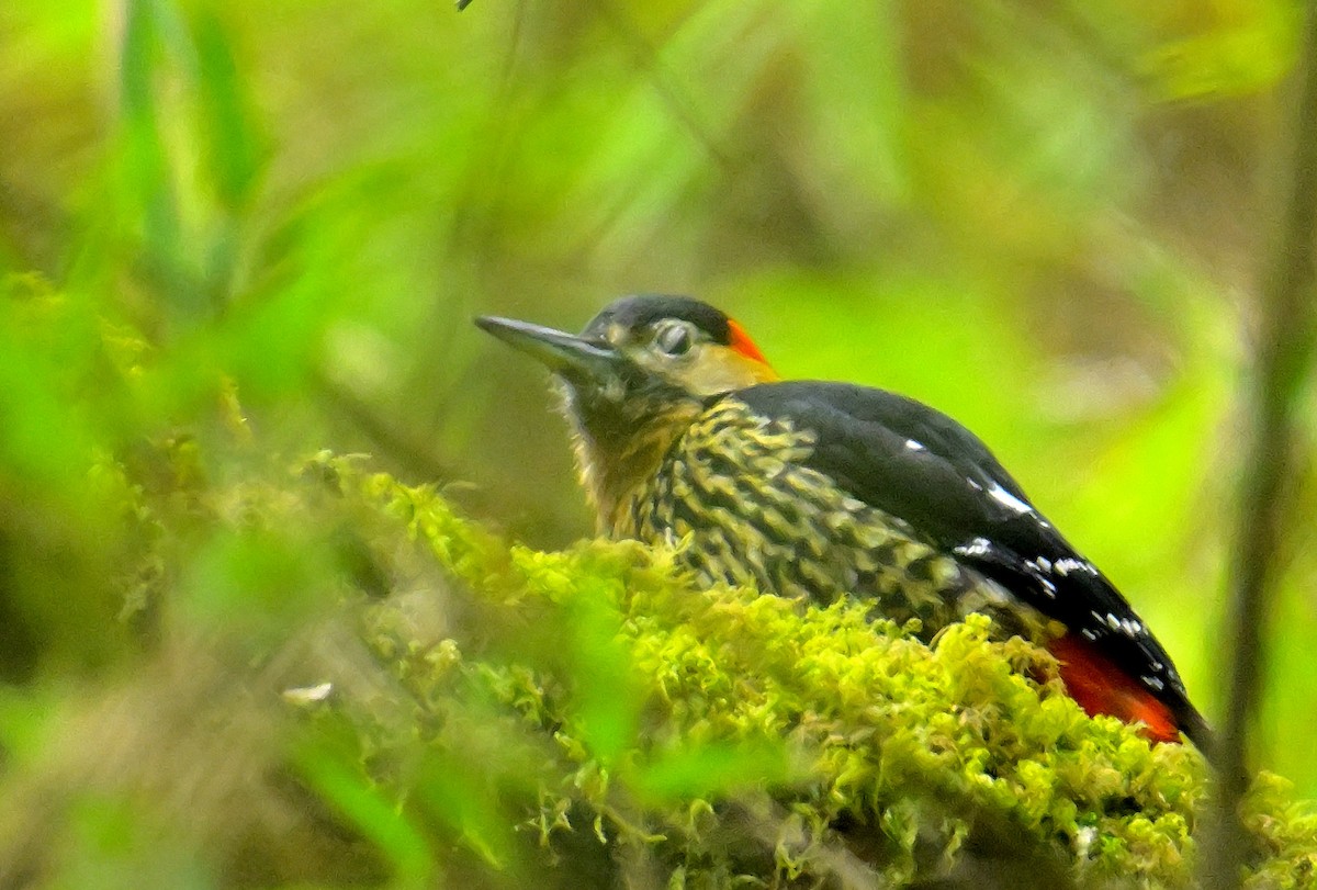 Darjeeling Woodpecker - ML617554490