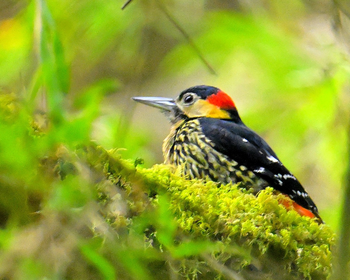 Darjeeling Woodpecker - ML617554491