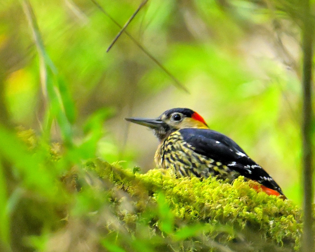 Darjeeling Woodpecker - ML617554492