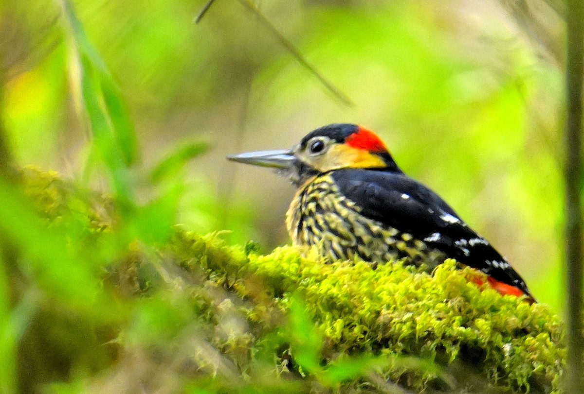 Darjeeling Woodpecker - ML617554493