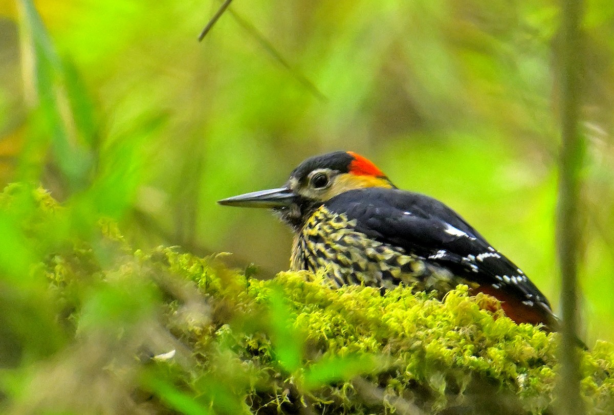 Darjeeling Woodpecker - ML617554494