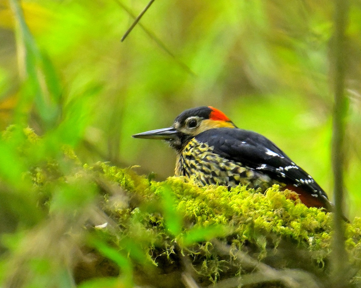 Darjeeling Woodpecker - ML617554495