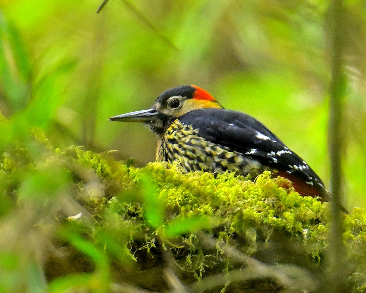 Darjeeling Woodpecker - ML617554496