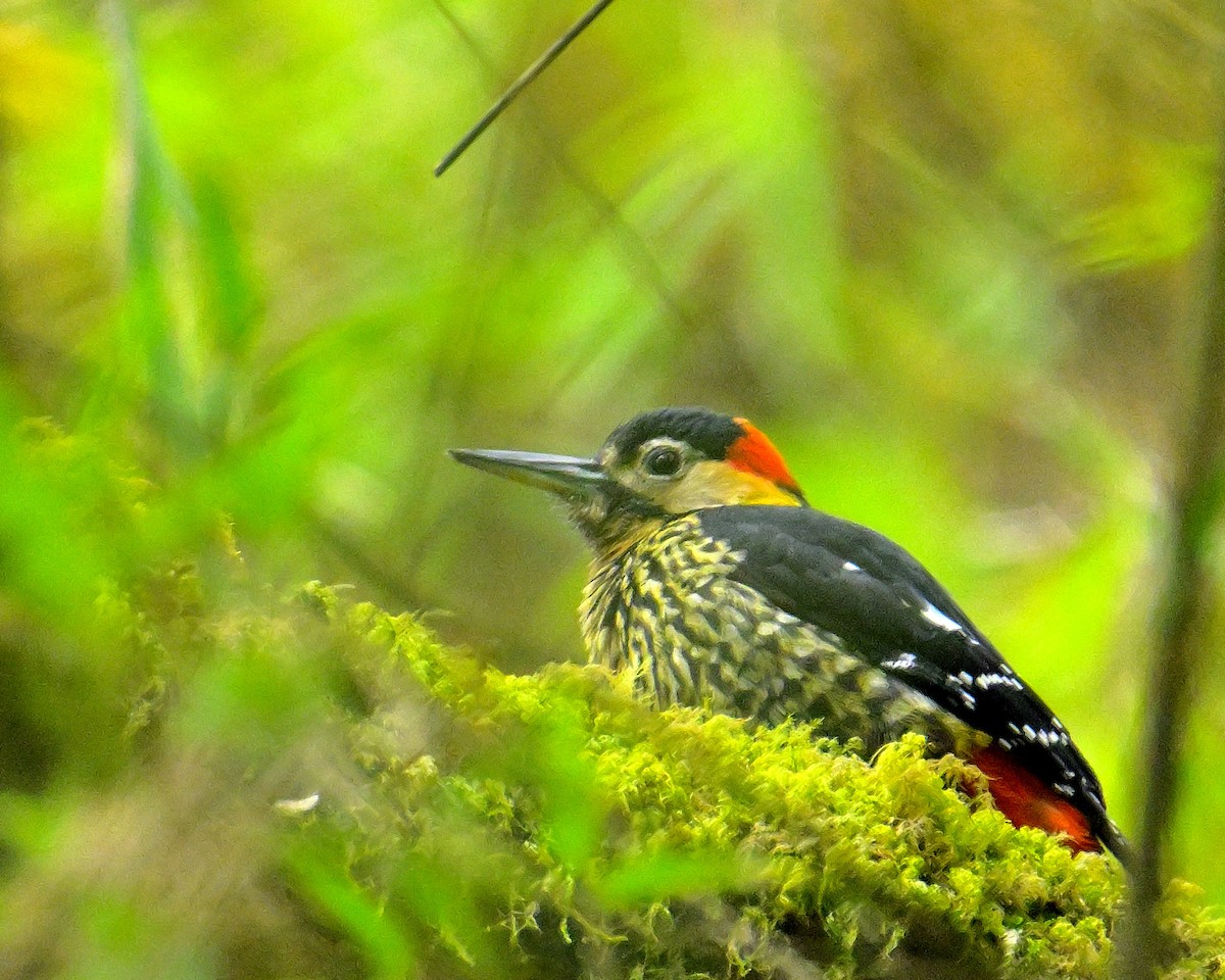 Darjeeling Woodpecker - ML617554497