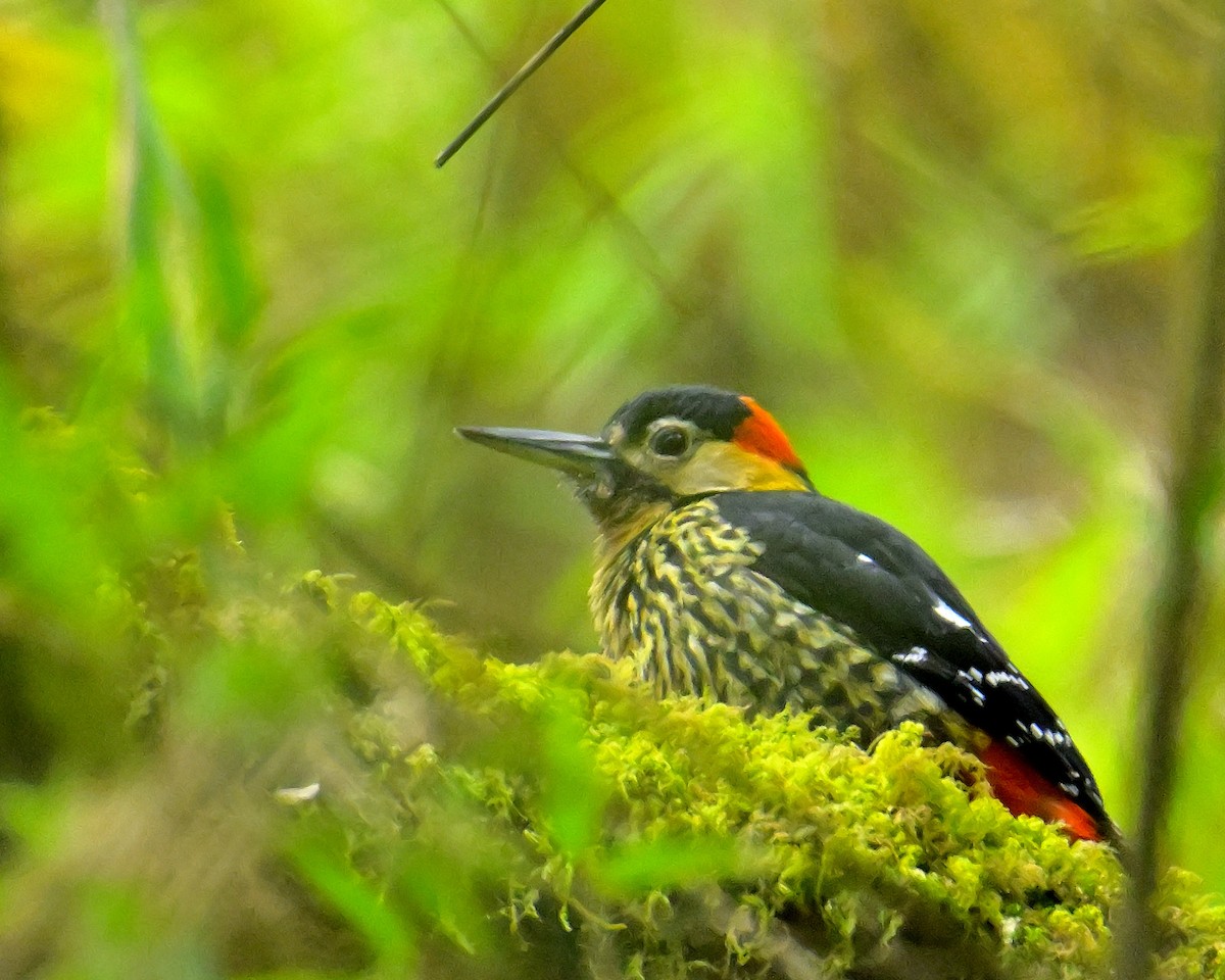 Darjeeling Woodpecker - ML617554498