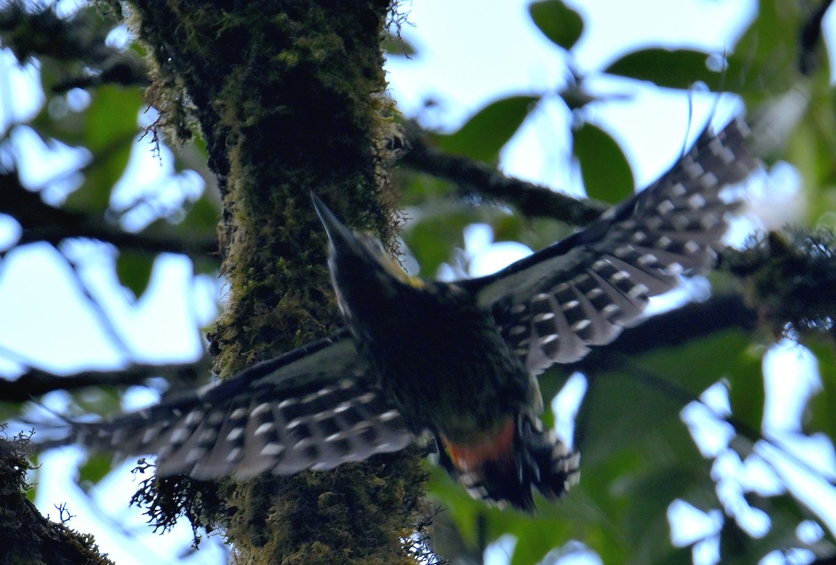 Darjeeling Woodpecker - ML617554499
