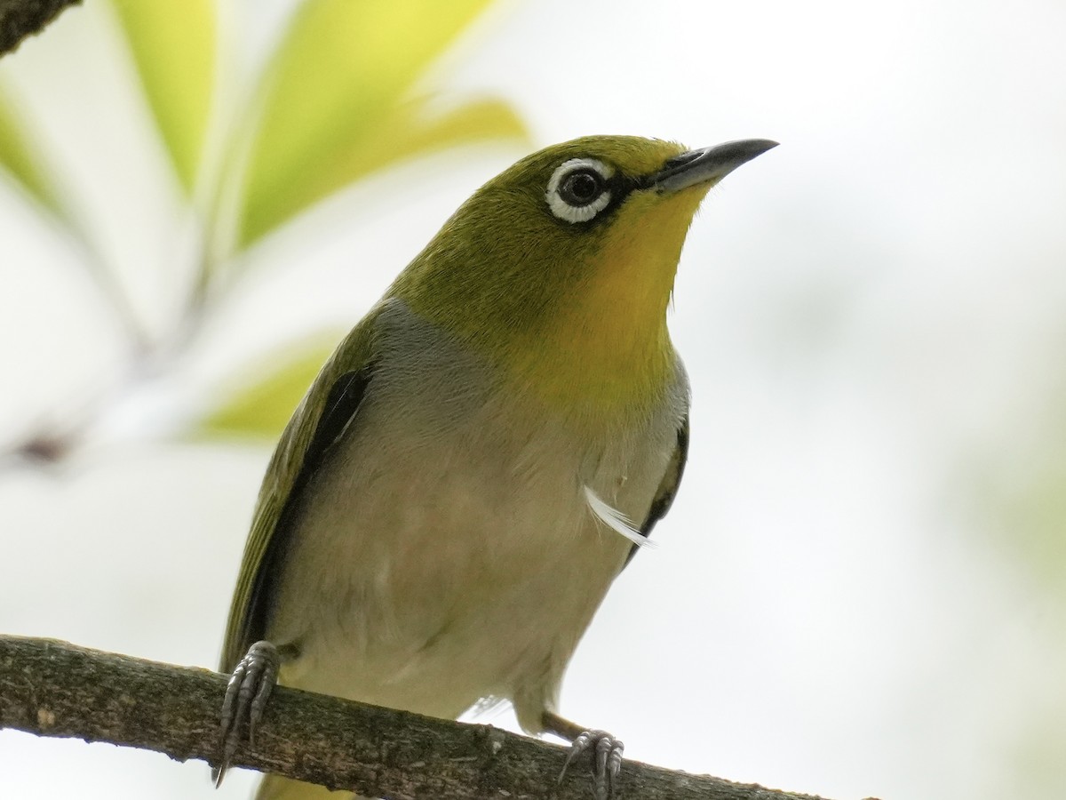 Swinhoe's White-eye - Linus Chen