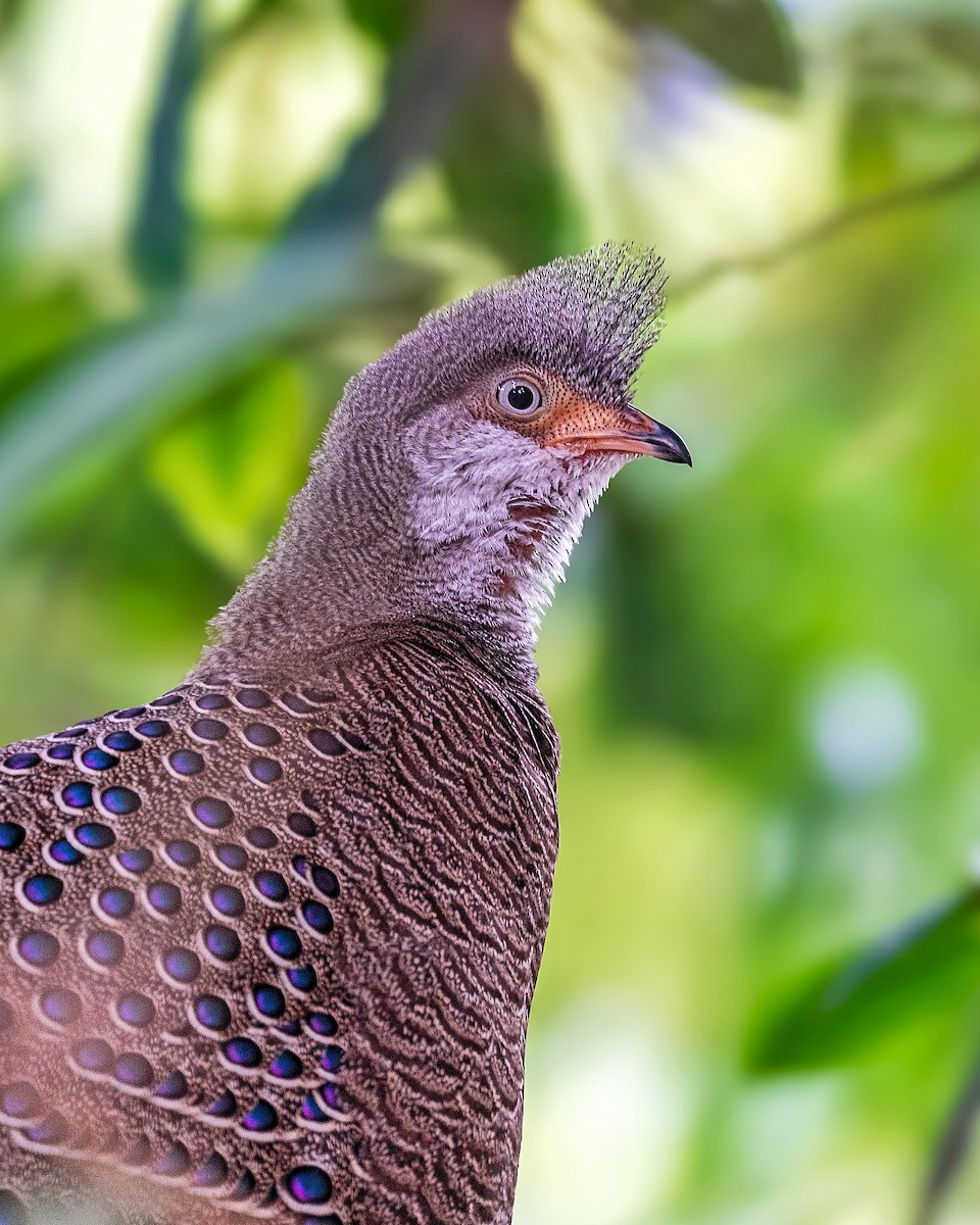 Gray Peacock-Pheasant - Sushant Jadhav