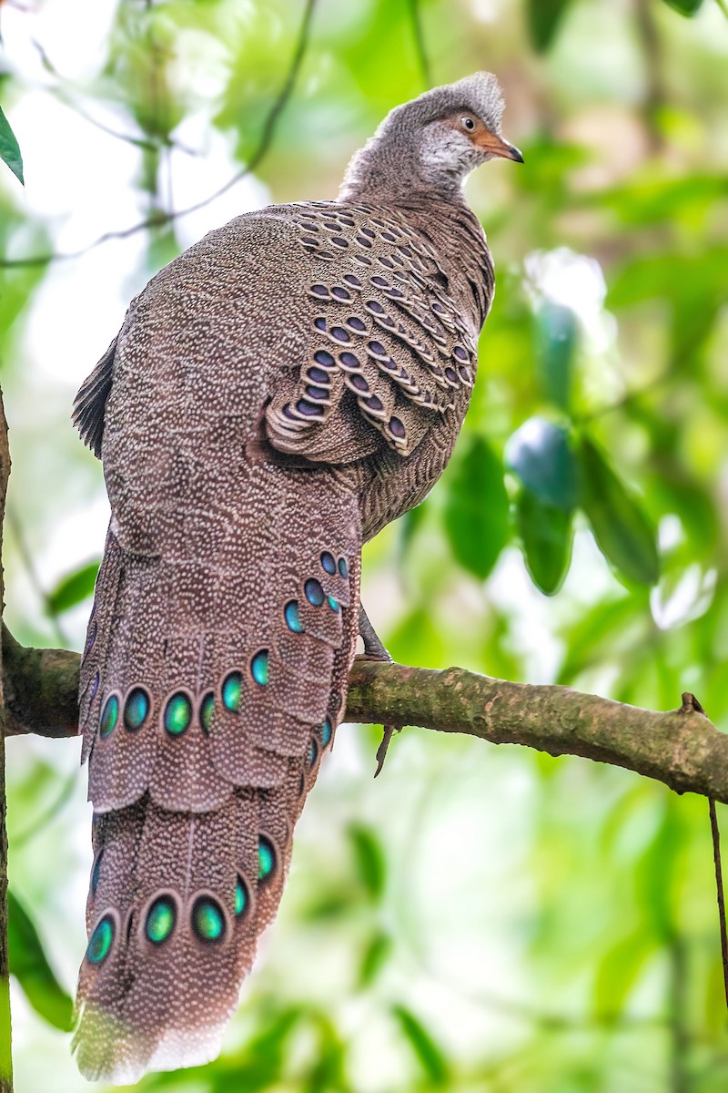 Gray Peacock-Pheasant - Sushant Jadhav