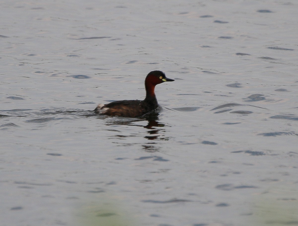 Little Grebe - ML617554551