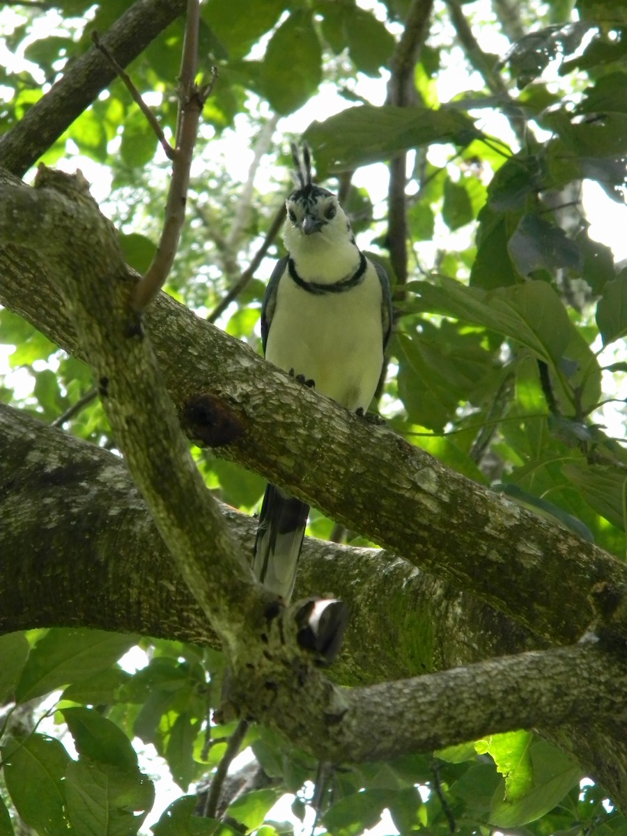 White-throated Magpie-Jay - ML617554578