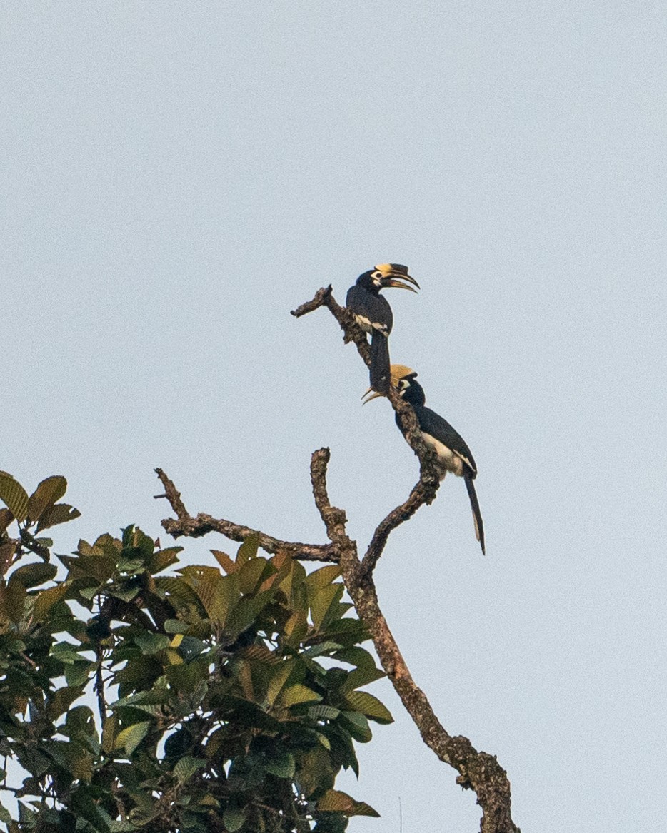 Oriental Pied-Hornbill - ML617554583