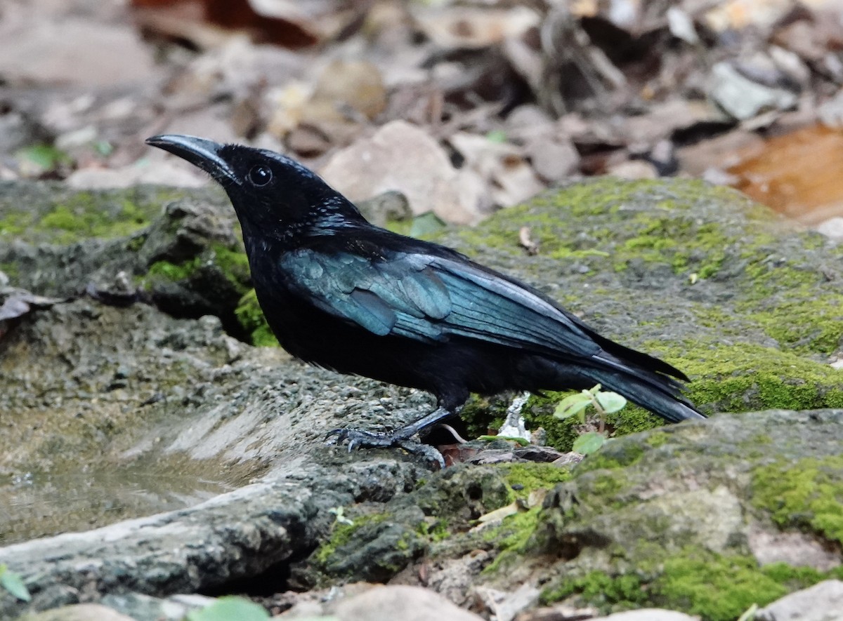 Hair-crested Drongo (Hair-crested) - ML617554590