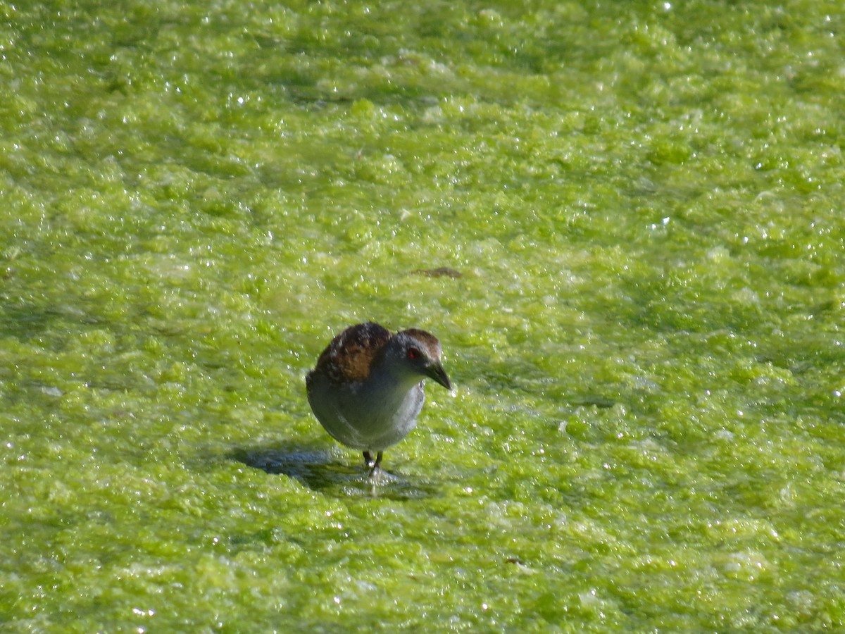 Baillon's Crake - ML617554601