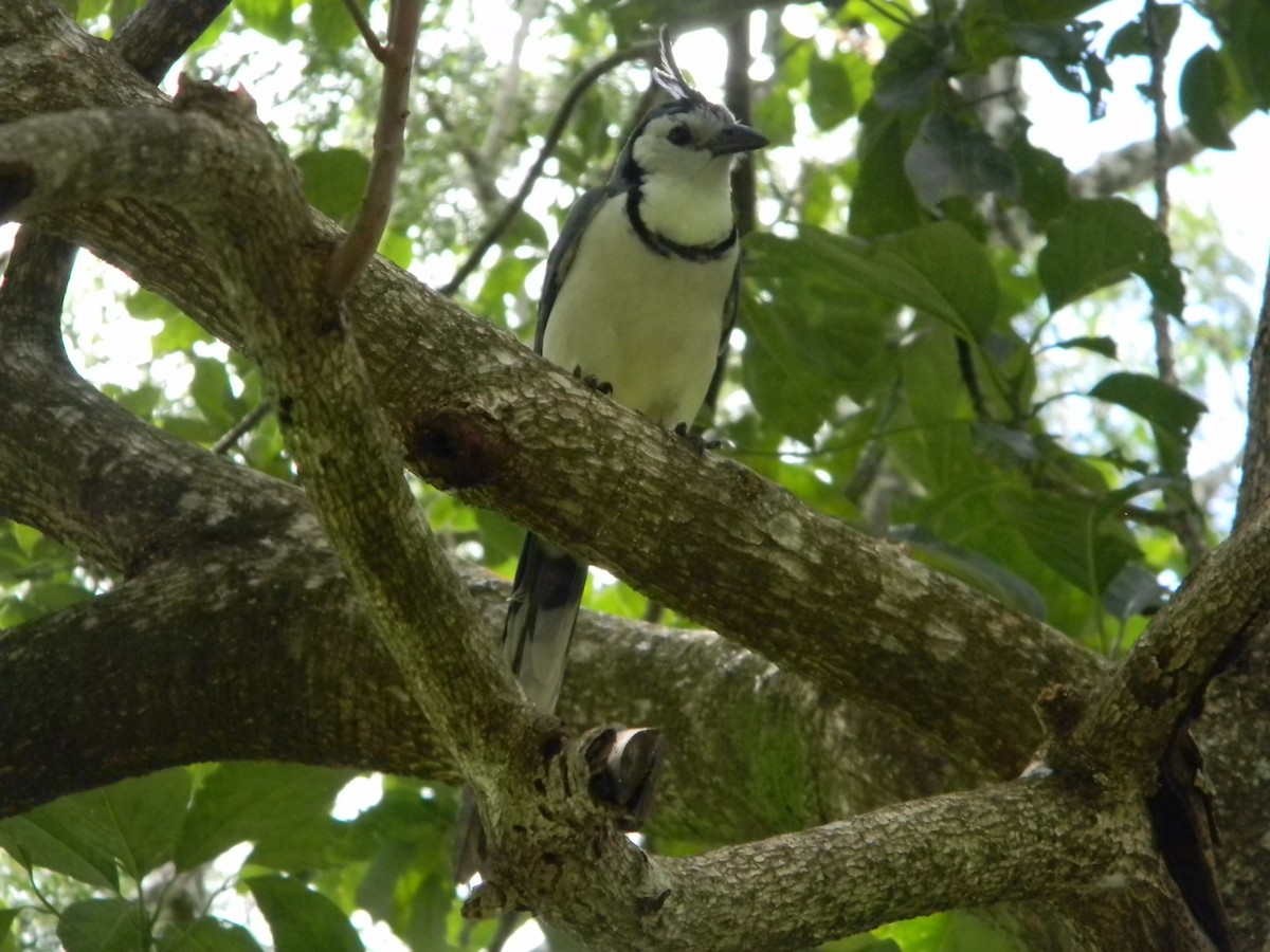 White-throated Magpie-Jay - Yannick FRANCOIS