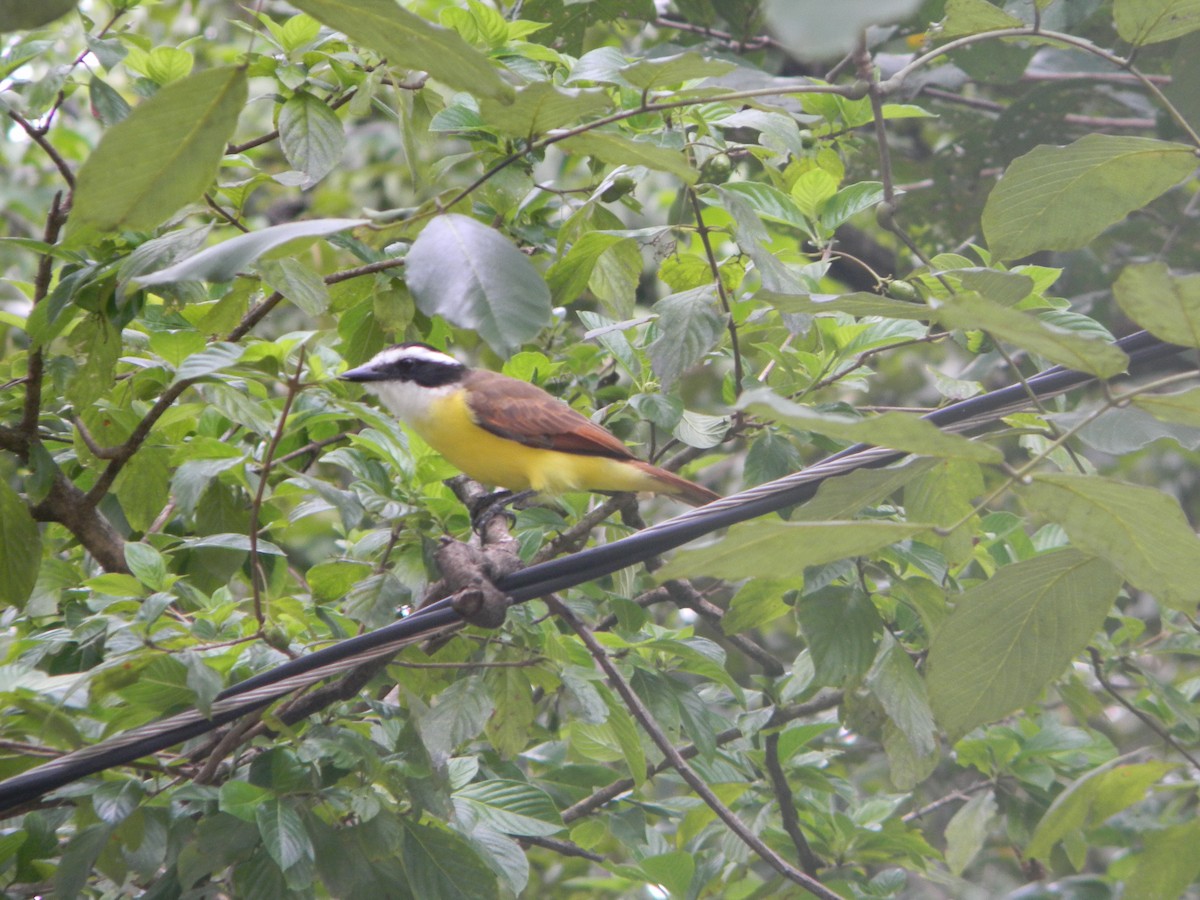 Great Kiskadee - ML617554621