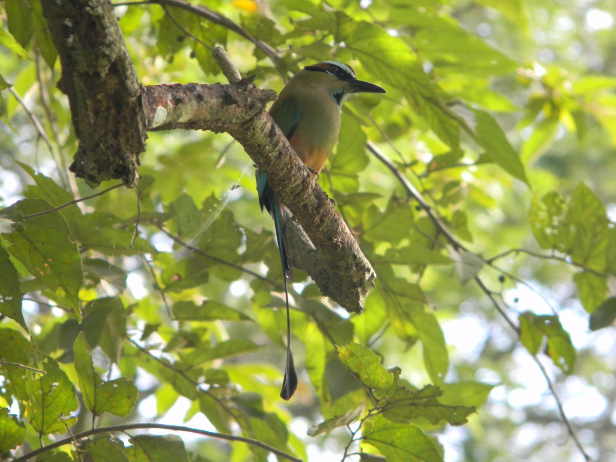 Turquoise-browed Motmot - ML617554636