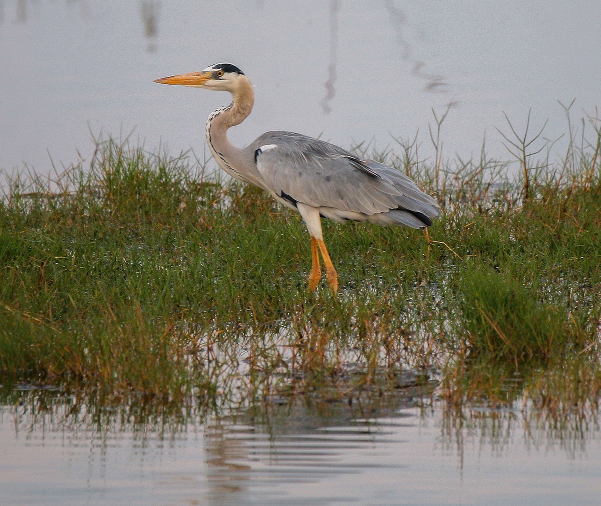 Gray Heron - ML617554666