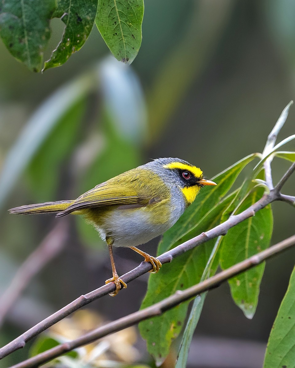 Black-faced Warbler - ML617554683