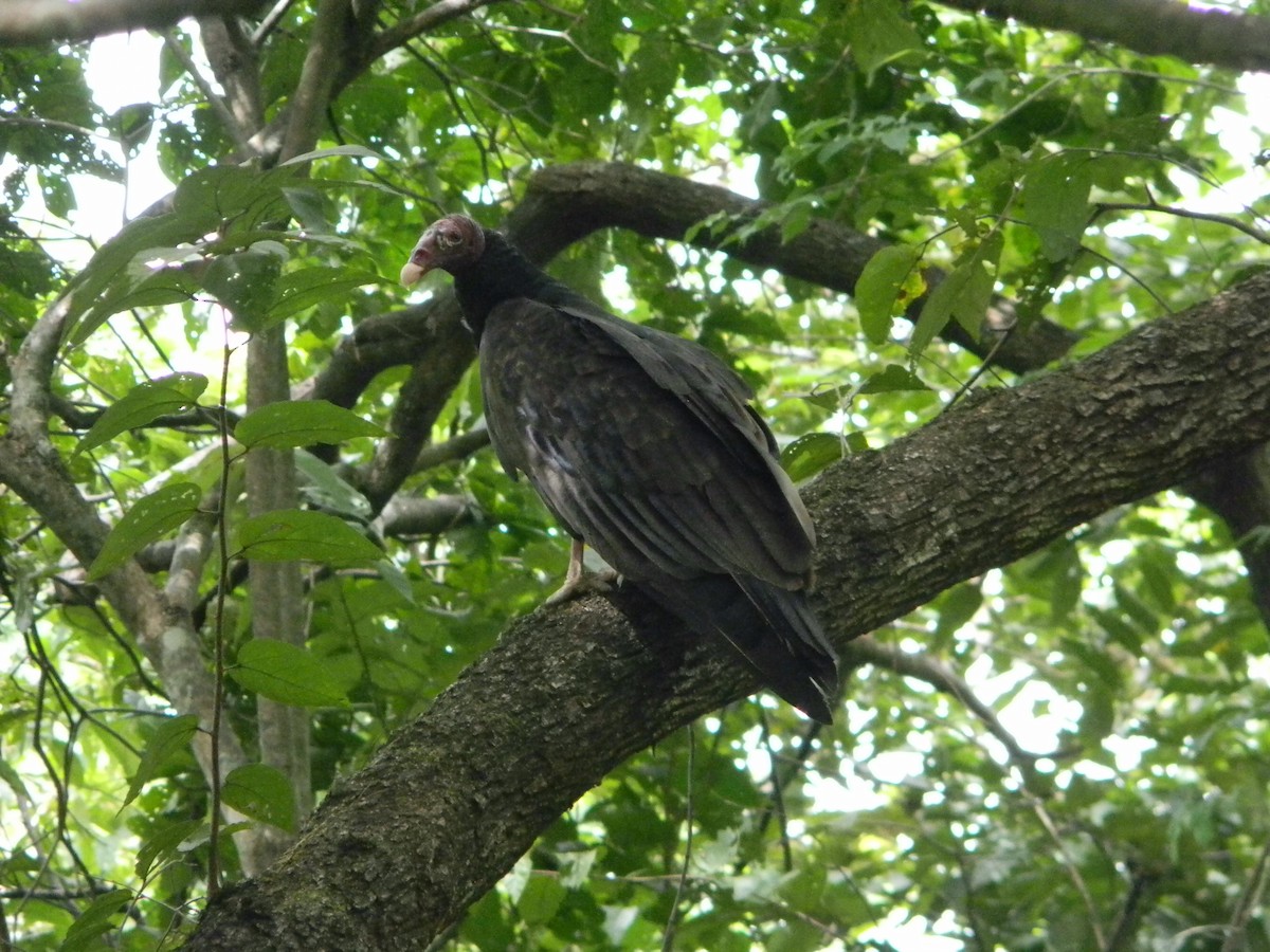 Turkey Vulture - ML617554686