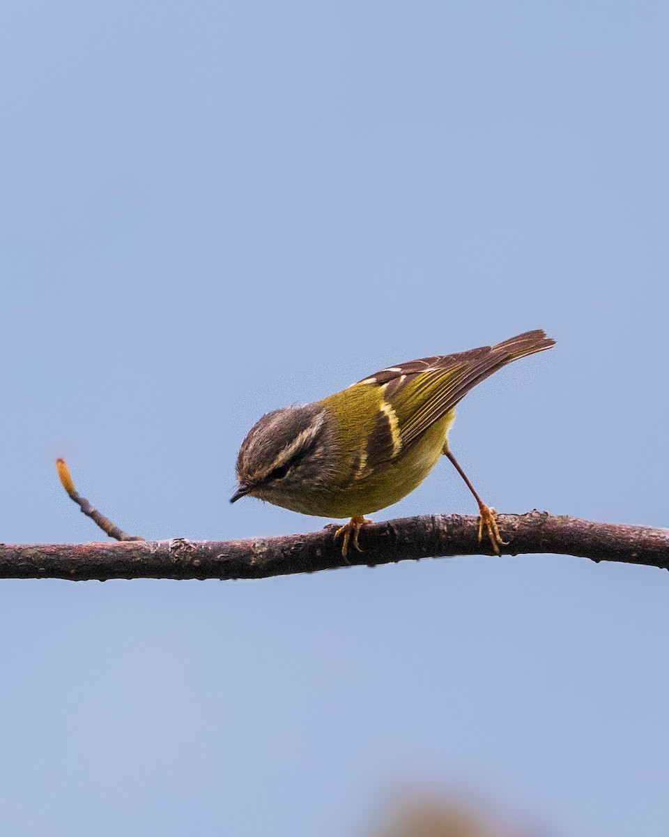 Ashy-throated Warbler - ML617554689