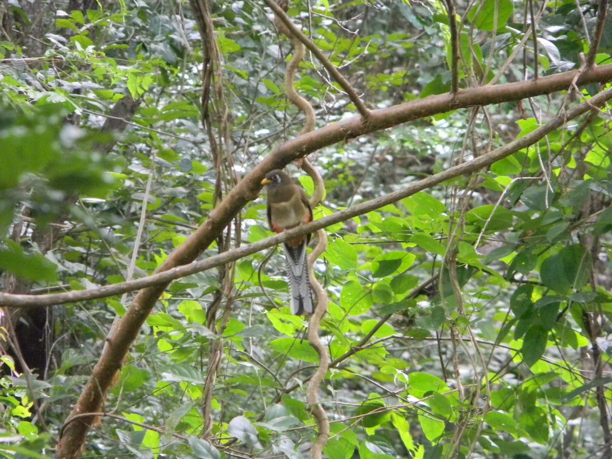 Trogon élégant - ML617554690