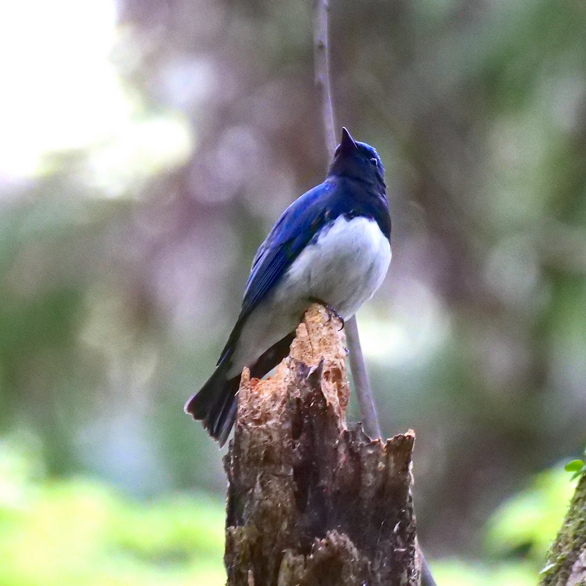 Blue-and-white Flycatcher - Jim Mori