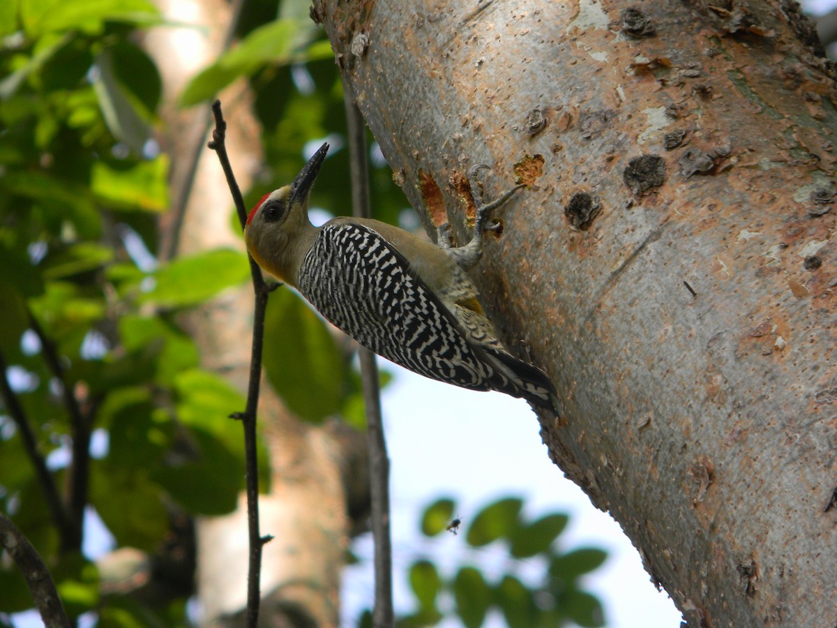 Hoffmann's Woodpecker - ML617554702