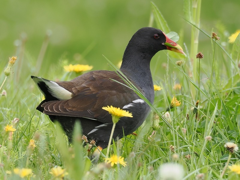 Eurasian Moorhen - ML617554712